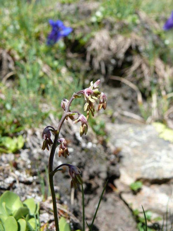 thalictrum alpinum.jpg