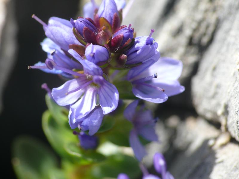 veronica nummularia.jpg