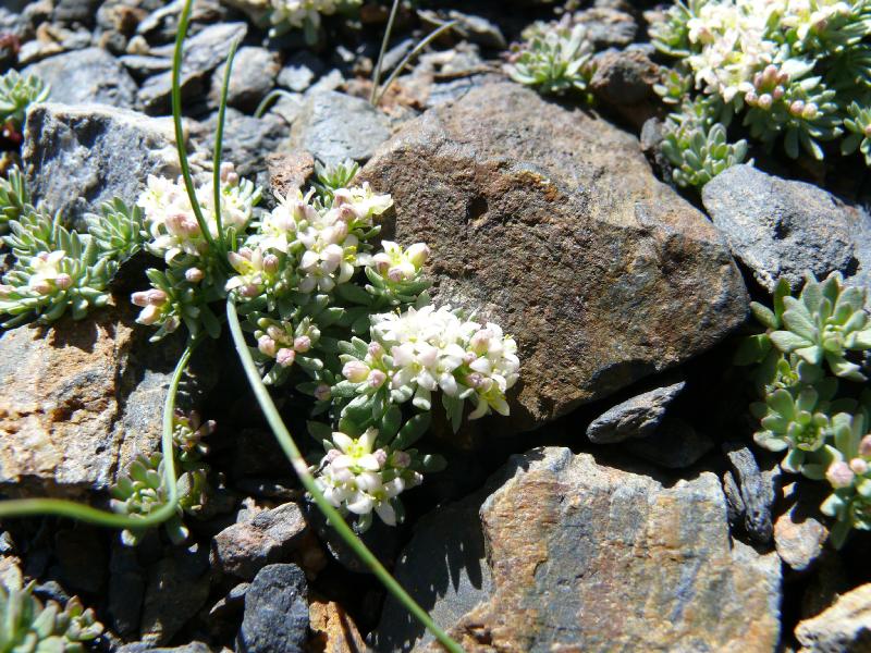 galium cometorhizon.jpg