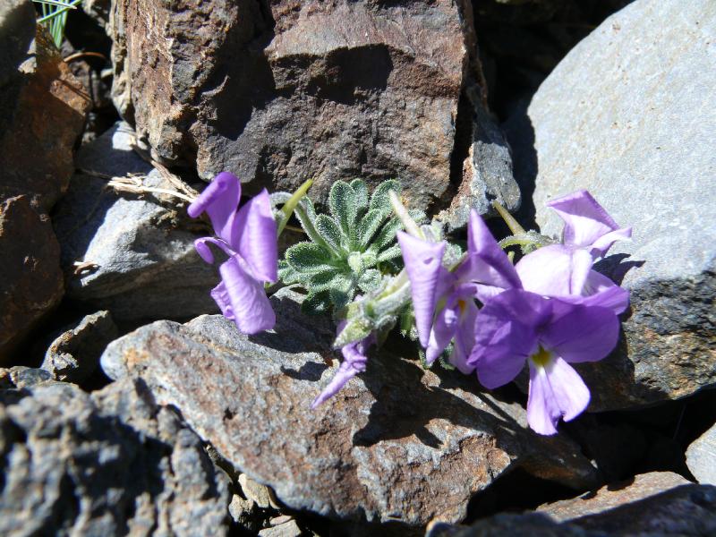 viola diversifolia.jpg