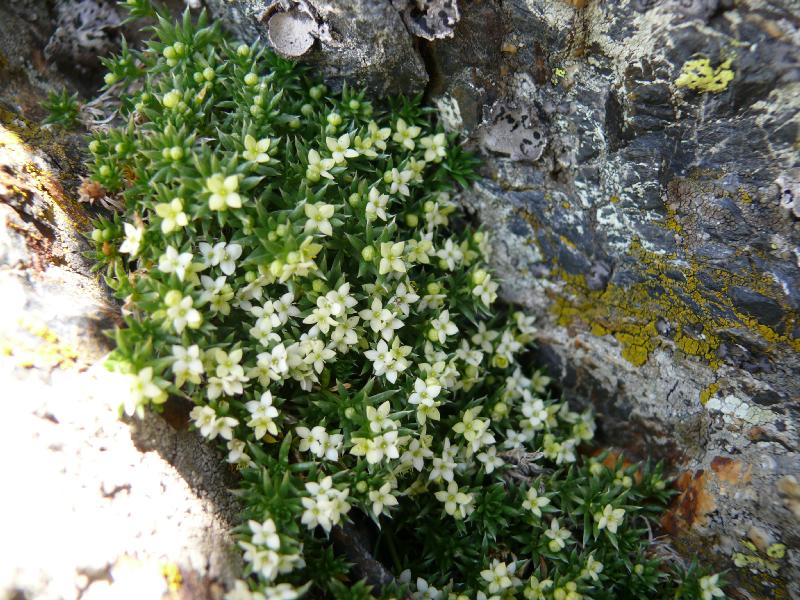 galium pyrenaicum.jpg