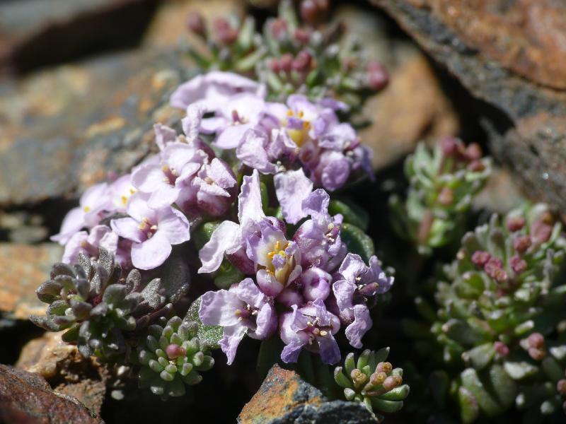 iberis spathulata.jpg