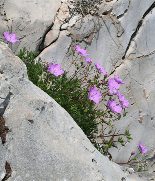 erodium_rodiei 2.jpg