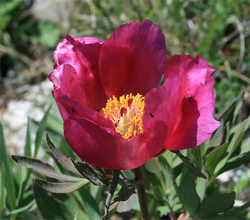 paeonia.jpg