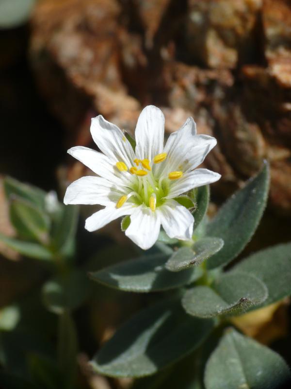 cerastium pyrenaicum.jpg