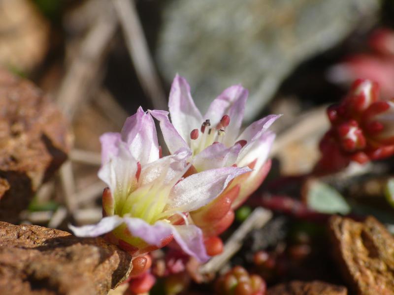 sedum candoleii.jpg