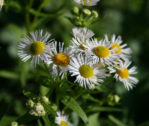 erigeron_annuus1.jpg