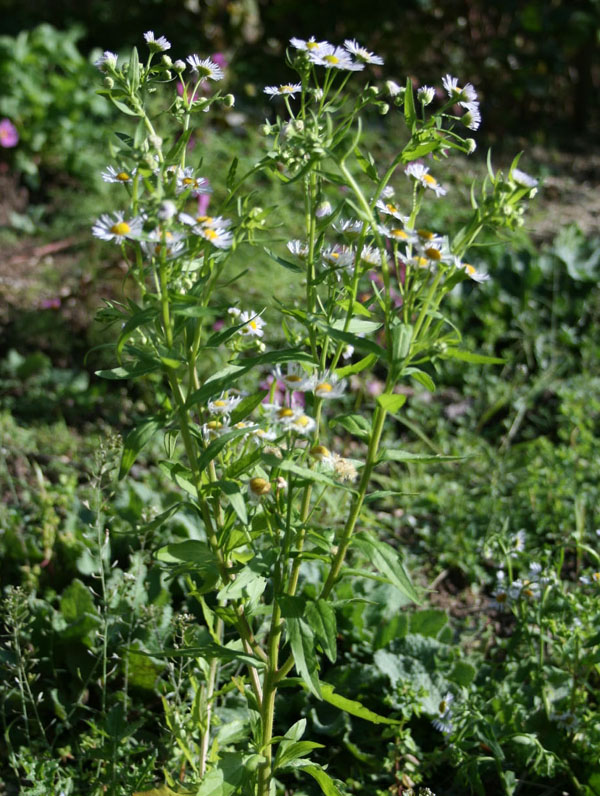 erigeron_annuus2.jpg