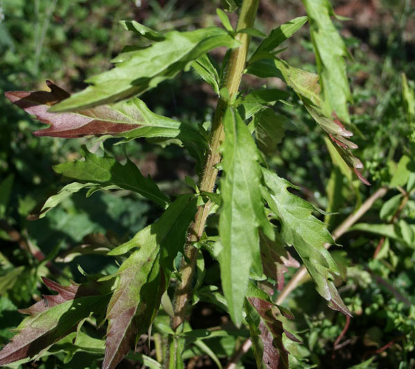 erigeron_annuus3.jpg