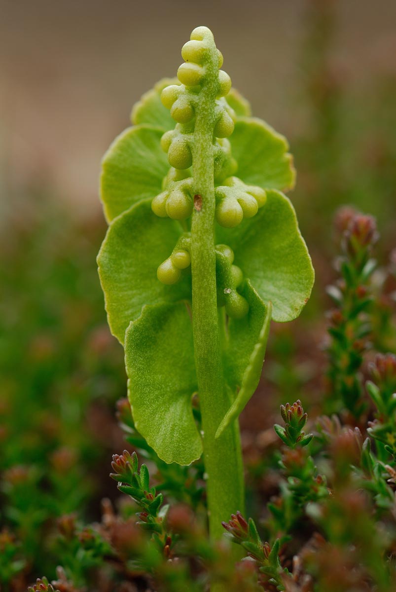 Botrychium lunaria.jpg