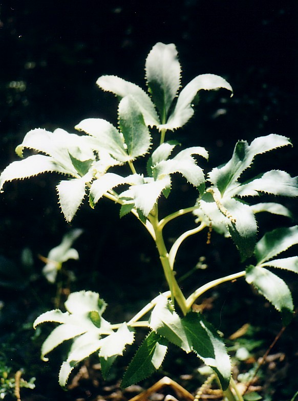 Helleborus lividus ssp. corsicus