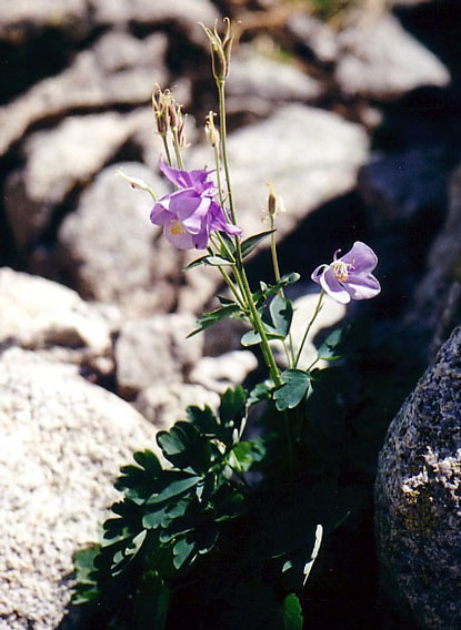 Aquilegia bernardii