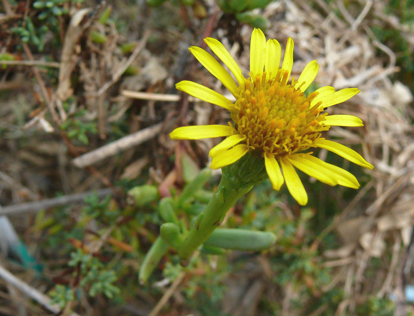 Inula crithmoides -1c.jpg