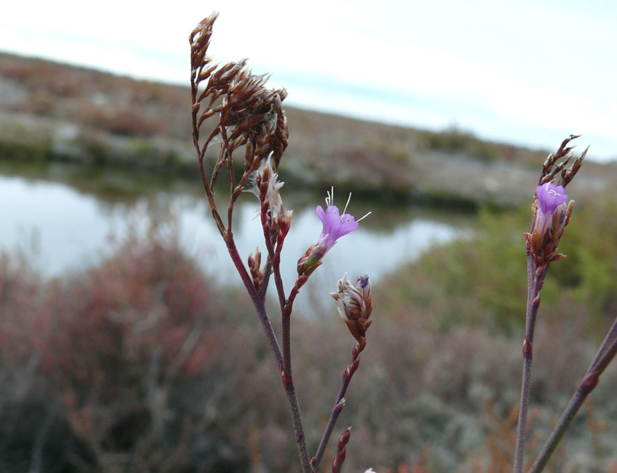 Limonium vulgare -1b.jpg