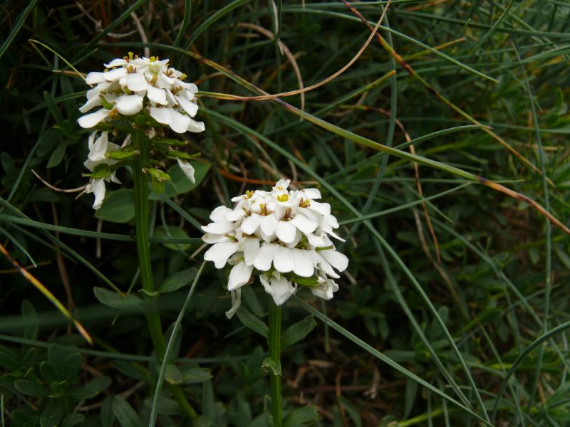 iberis sempervirens.jpg