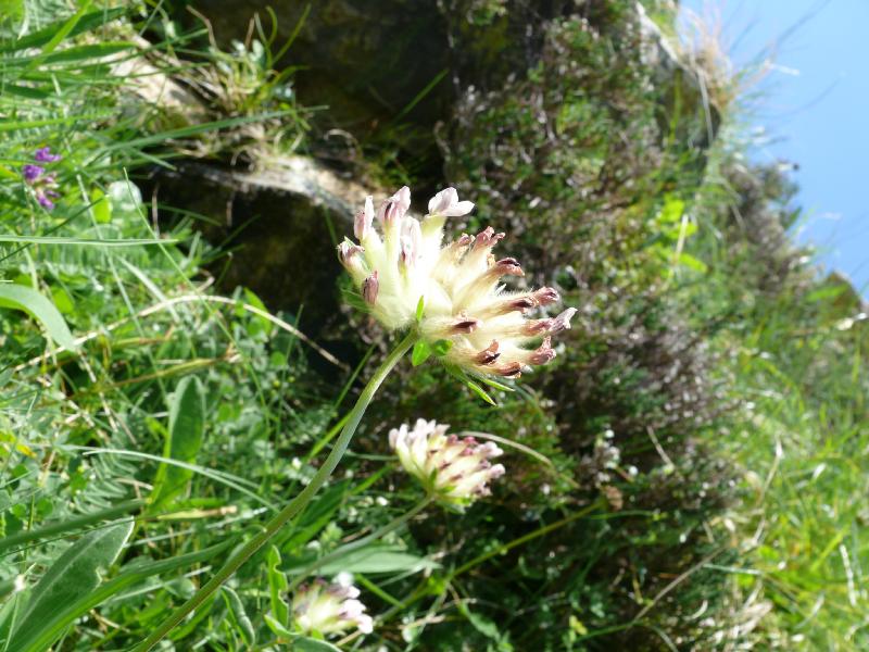 anthyllis vulneraria subs alpestris.jpg