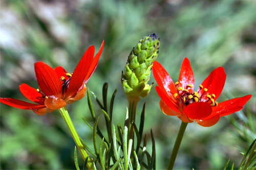 08 Adonis annua.JPG