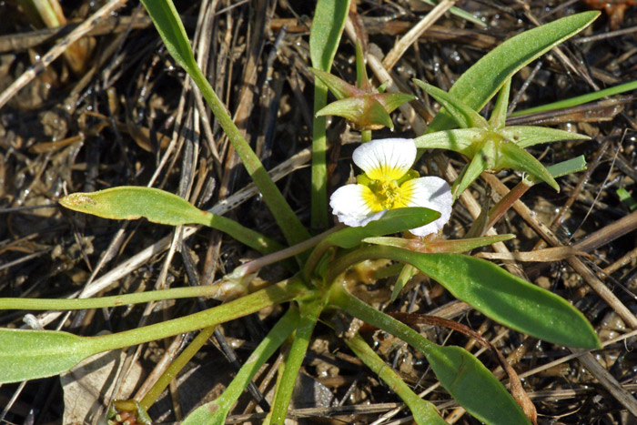 Damasonium-polyspermum.jpg