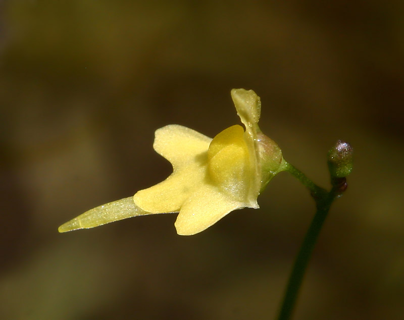 utricularia-sp.jpg