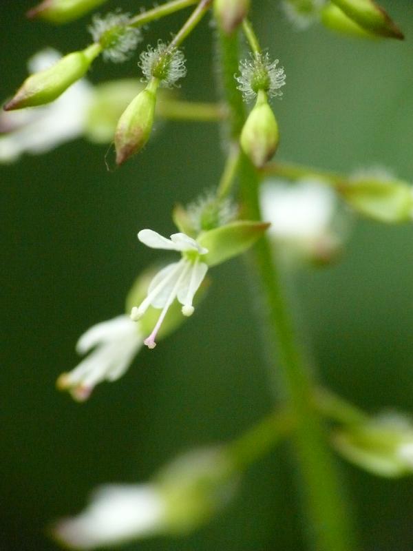 circaea lutitiana.jpg