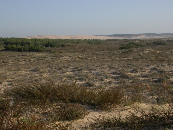 dunes de Lège-Cap Ferret.jpg