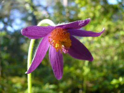 anemone pulsatille.jpg