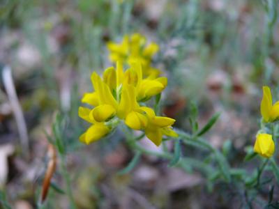 genista germanica.jpg