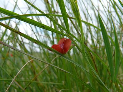 lathyrus cicera.jpg