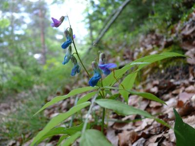 lathyrus vernus.jpg