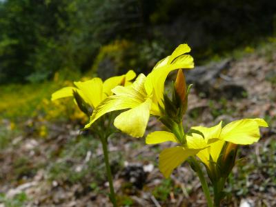 linum glandulosum.jpg