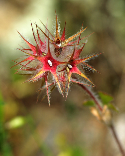 Trifolium_stellata.jpg