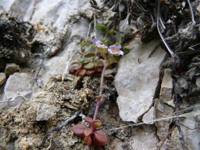 linaria rubrifolia.jpg