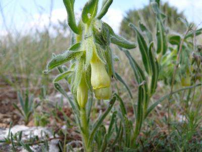 onosma echioides.jpg