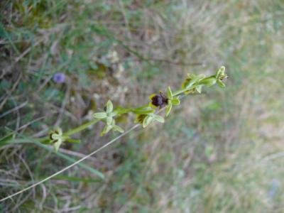 ophrys aymoninii.jpg