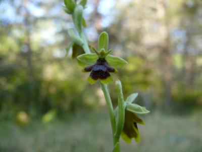 ophrys aymoninii2.jpg