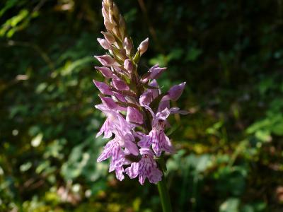 orchis latifolia.jpg