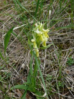 orchis sambucina.jpg