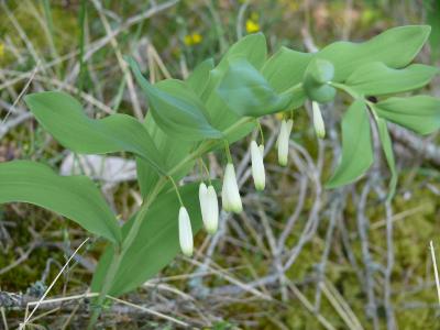 polygonatum vulgare.jpg