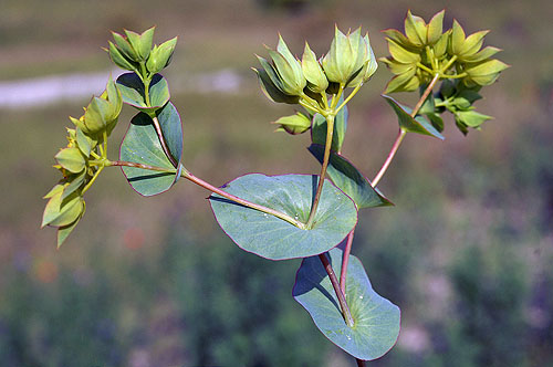 Bupleurum rotundifolium (1).JPG