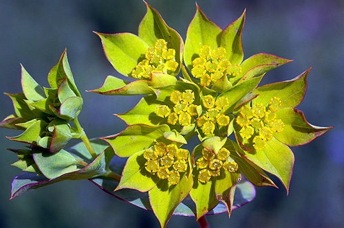 Bupleurum rotundifolium .JPG