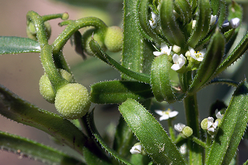 Galium tricornutum.JPG