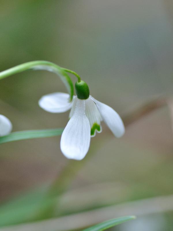 perce neige.jpg