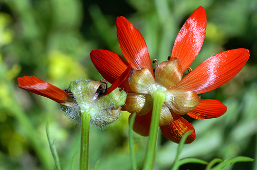 Adonis annua+a. flammea .JPG