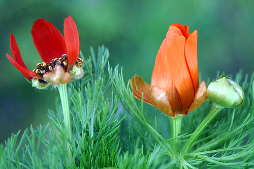 Adonis flammea et aestivalis .JPG