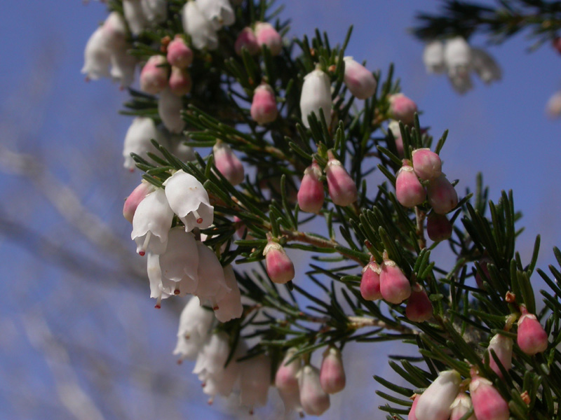 Erica lusitanica infl.47.JPG