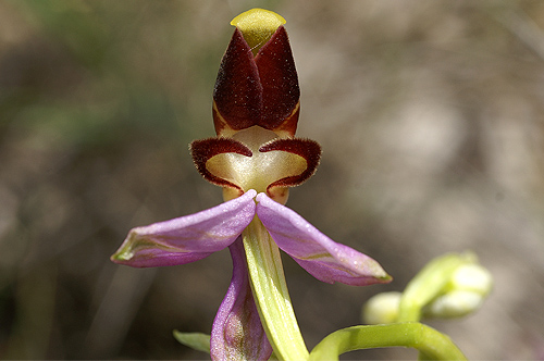 Ophrys scolopax (2).JPG