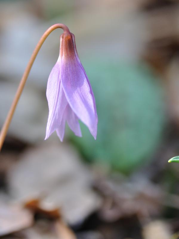 erythronium.jpg