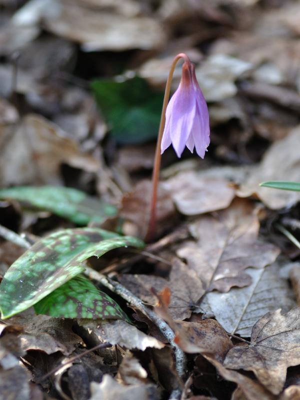 erythronium dens canis .jpg