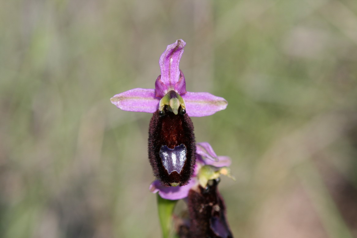 Ophrys bertolonii subsp saratoi 1.jpg