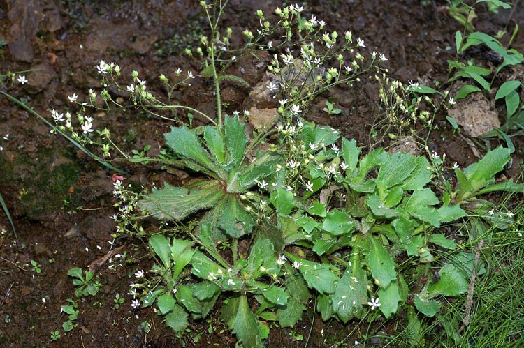 Saxifraga-clusii-Py-6647.jpg